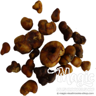 Tartufi Magici Atlantis | 15 grammi