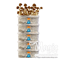 GetMagic® 5 kit di coltivazione Sconto