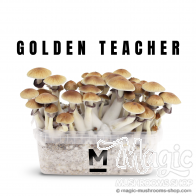 Mondo® kit di coltivazione Golden teacher