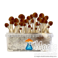Kit di coltivazione Golden Teacher GetMagic 
