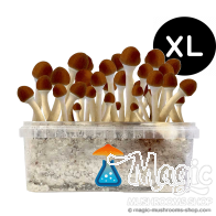 GetMagic Golden Teacher XL Growkit