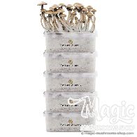 FreshMushrooms® offerta tutto compreso 5 grow kits