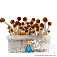 Mazatapec Kit di Coltivazione GetMagic