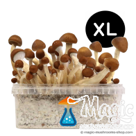 GetMagic Mexican XL Growkit