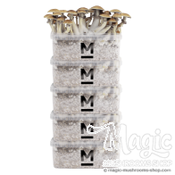Kit di coltivazione Mondo® Sconto Confezione da 5