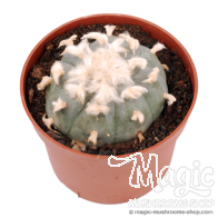 Cactus peyote