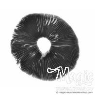 Panaeolus cyanescens 'Hawaii' spore print