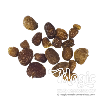 Mapacho Seeds | Nicotiana Rustica | 20 semi