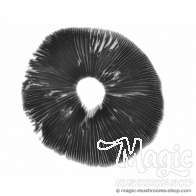 Impronta di spore B+ psilocybe cubensis 