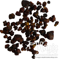Tartufi Magici Tampanensis | 15 grammi