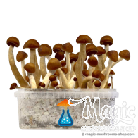 GetMagic Thai Growkit