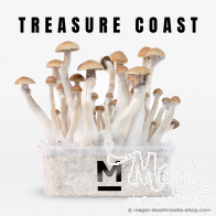 Mondo® kit di coltivazione Treasure Coast