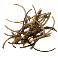 Radice di Sogno Africano | Silene capensis | 5 grammi