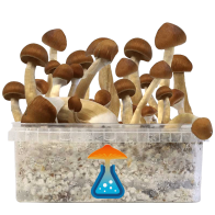 B+ Grow Kit 1200 ml — GetMagic®