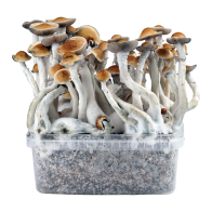 PES Amazon — Classic Grow Kit XL — Cloud920®