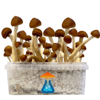Colombian Grow Kit 1200 ml — GetMagic®
