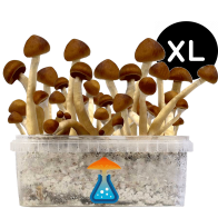 Colombian Grow Kit XL — GetMagic®