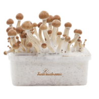 Amazon Kit di Coltivazione - FreshMushrooms®