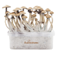 Golden Teacher Kit di Coltivazione - FreshMushrooms®