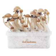 McKennaii Kit di Coltivazione - FreshMushrooms®