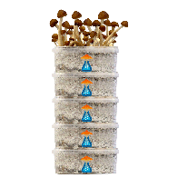 Offerta speciale GetMagic® Grow Kit 5 pezzi