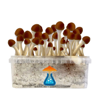 Golden Teacher Grow Kit 1200 ml — GetMagic®