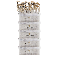 FreshMushrooms® Kit di Coltivazione Pacco da 5