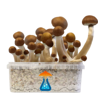 McKennaii Grow Kit 1200 ml — GetMagic®