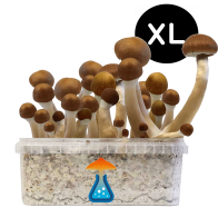 McKennaii Grow Kit XL — GetMagic®