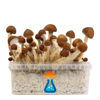 Mexican Grow Kit 1200 ml — GetMagic®