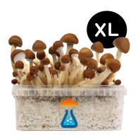 Mexican Grow Kit XL — GetMagic®