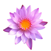 Loto rosa | Nelumbo Nucifera | 20 grammi