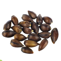 Ephedra | Ephedra sinica | 20 semi