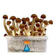 Thai Grow Kit 1200 ml — GetMagic®