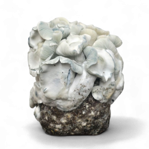 The new Jack Frost mushroom kit