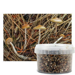Psilocybe azurescens outdoor growkit (Photos by Caleb Brown, via Wikimedia Commons)
