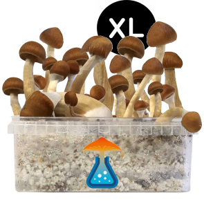 GetMagic Magic Mushroom grow kit XL