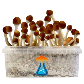 GetMagic Magic Mushroom grow kit XL
