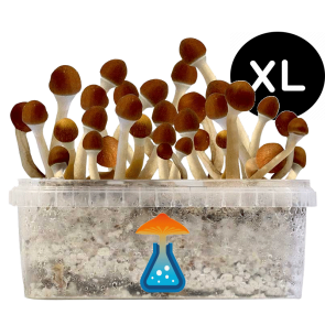 GetMagic Magic Mushroom grow kit XL