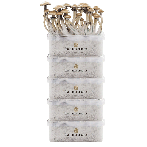 FreshMushrooms® Kit di Coltivazione Pacco da 5