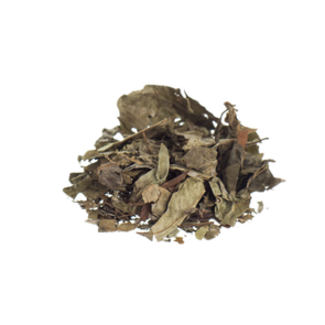Chacruna | Psychotria viridis  