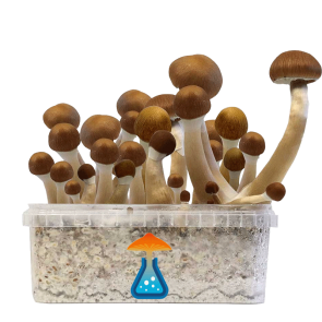 GetMagic Magic Mushroom grow kit XL