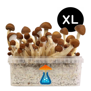 GetMagic Magic Mushroom grow kit XL