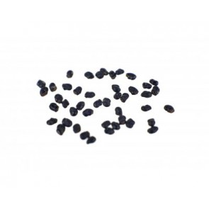 Peruvian Torch Cactus | 100 seeds