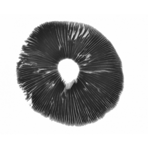 Spore print 