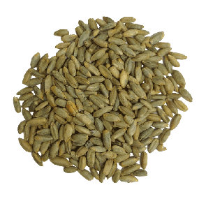 Segale Biologica | Substrato in Grano Sfuso 1 kg