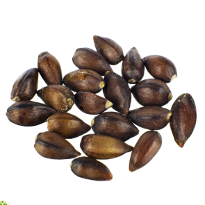 hawaiian baby woodrose seeds