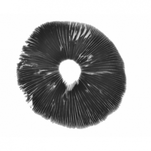 Impronta di spore di funghi Golden Teacher