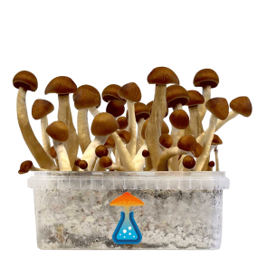 GetMagic Magic Mushroom grow kit XL