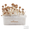 Photo FreshMushrooms® kit di coltivazione Amazon